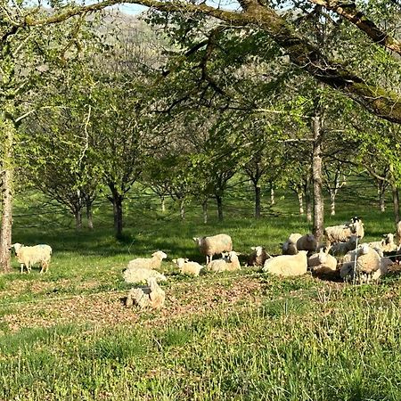 Domaine La Noyeraie Perigord Noir Villa Paulin Exteriör bild