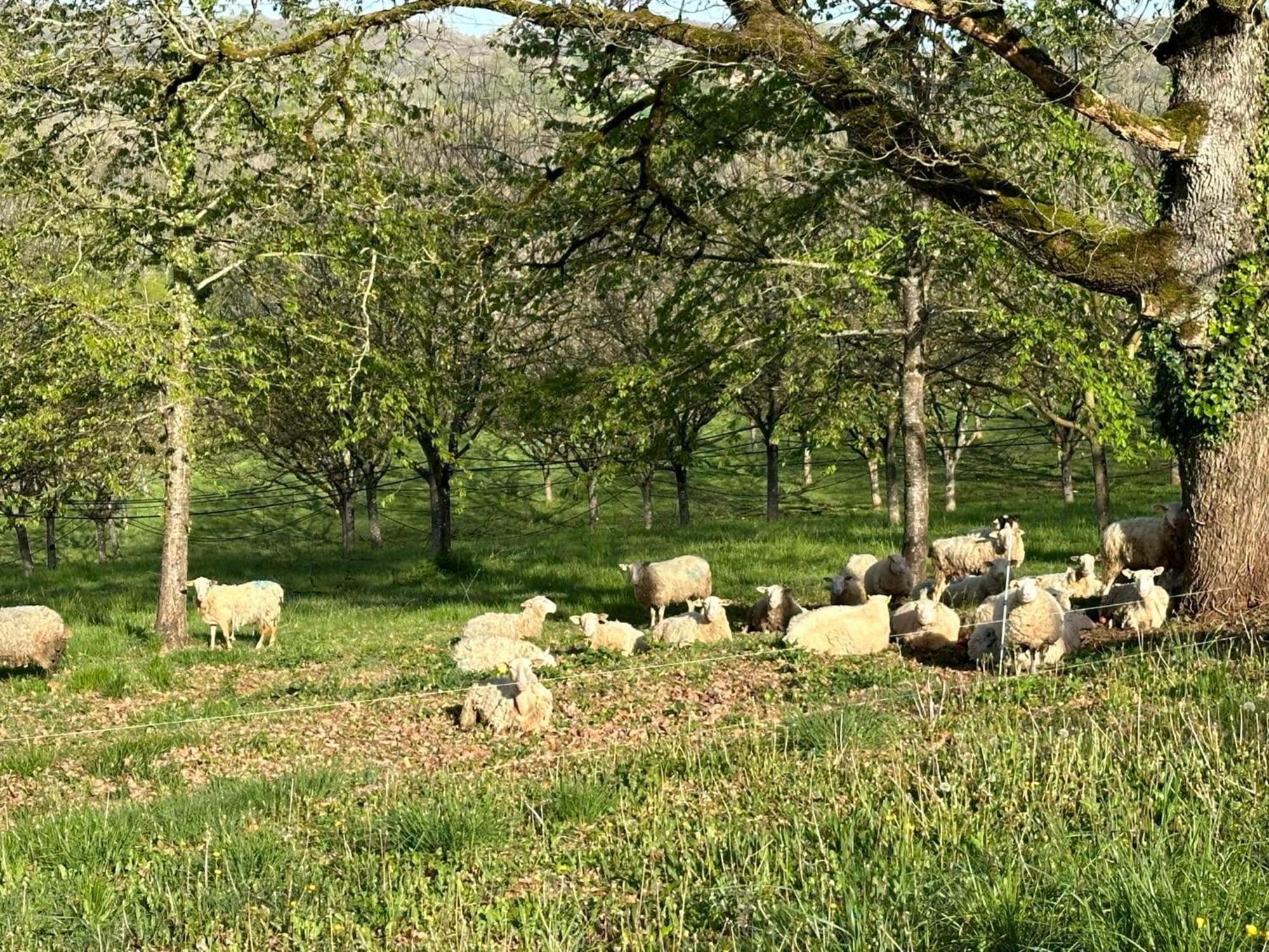 Domaine La Noyeraie Perigord Noir Villa Paulin Exteriör bild